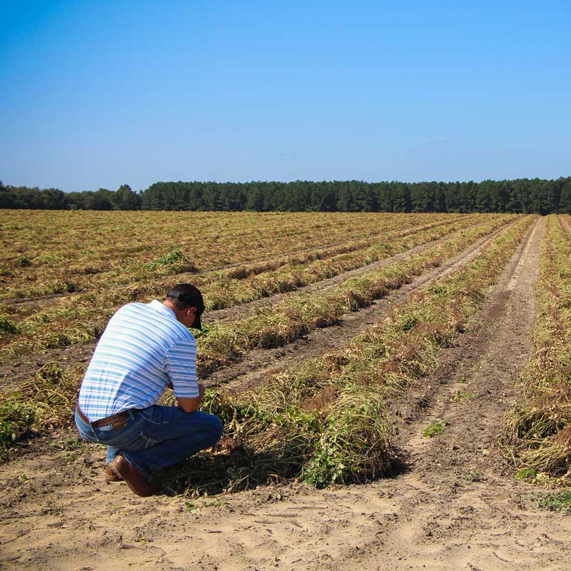 Photo of farmer in field